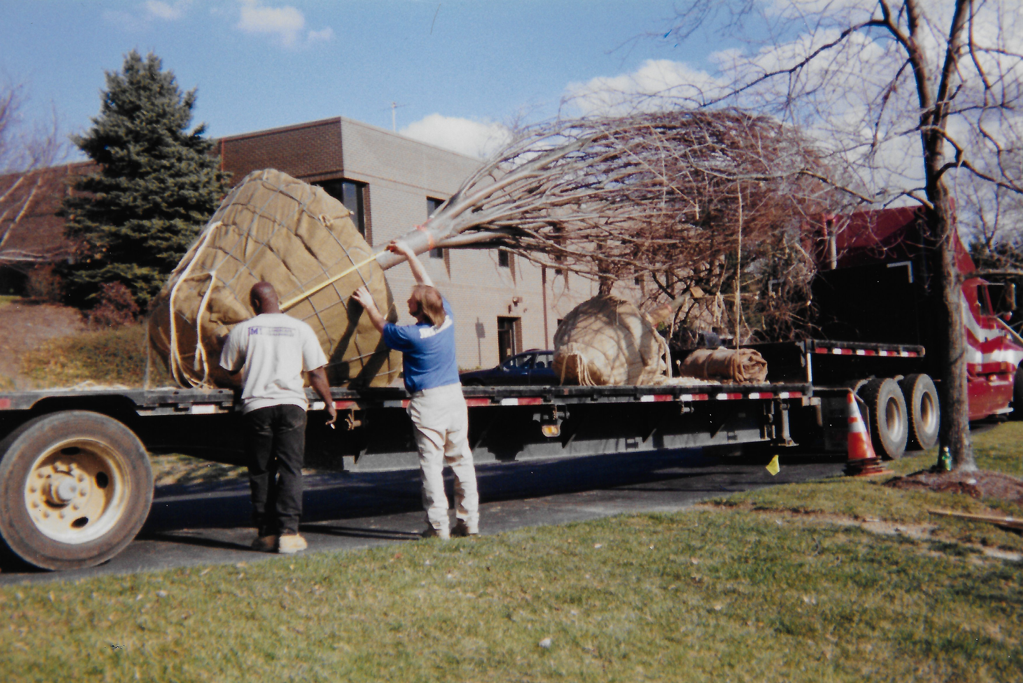 Big tree delivery